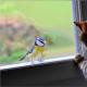 Птичка стучится в окно Почему прилетает голубь